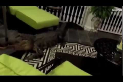 Крокодил на балконе дома 