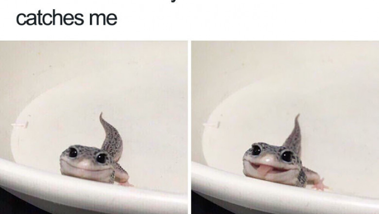 Порция позитива от животных 