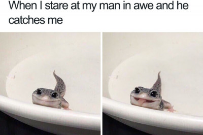 Порция позитива от животных 