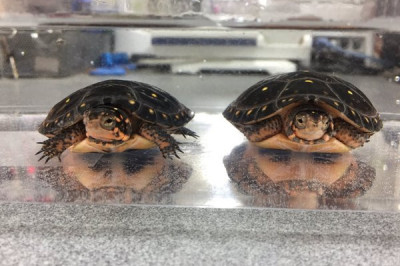 Занимательные фотографии животных 