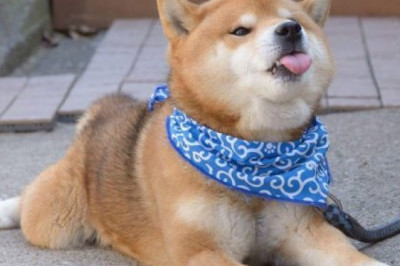 Эмоциональный пёс из Японии 