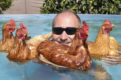 С улыбкой про кур и петухов 