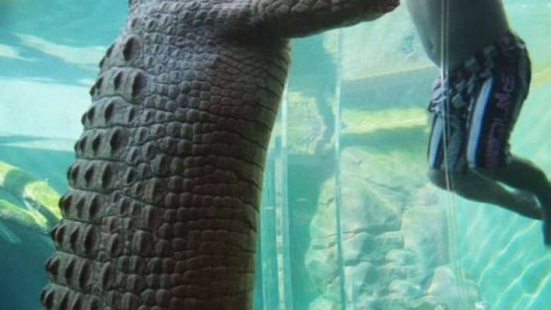 Забавные фотографии людей и животных 