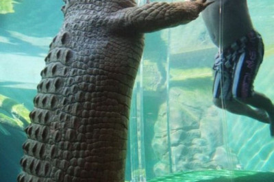 Забавные фотографии людей и животных 