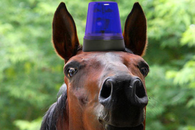 Конная полиция в России