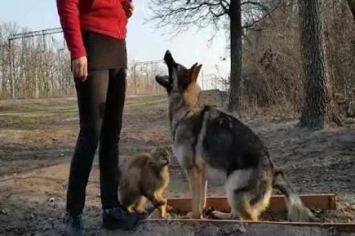 Кот, работающий 