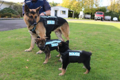 Первый день на службе в полиции