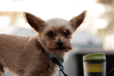 Собачий лай