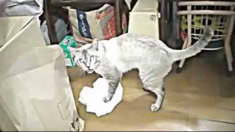 Кот - уборщик 