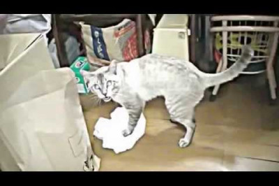 Кот - уборщик 