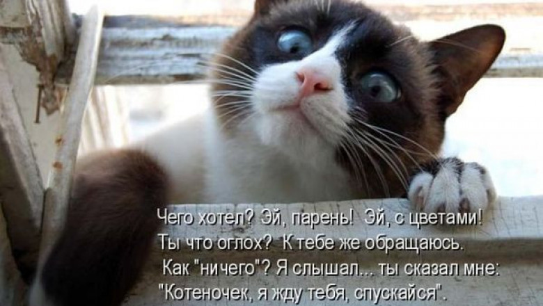 Мысли вслух в котоматрицах 