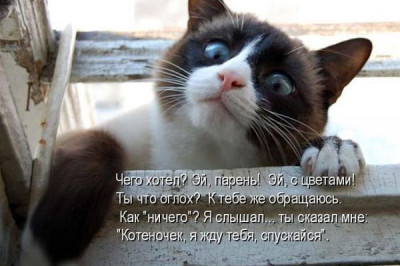 Мысли вслух в котоматрицах 