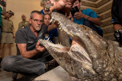 Спасение крокродила 