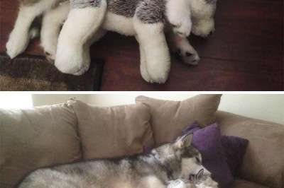 Забавные животные, которые спят в обнимку с мягкими игрушками