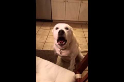 Бла-бла-бла !