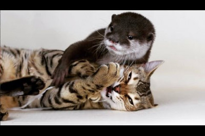 Дружба между кошкой и выдрой 