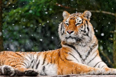 Красивейшие животные нашей планеты 