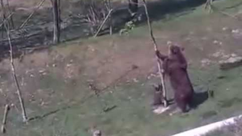 Медвежонок на дереве 