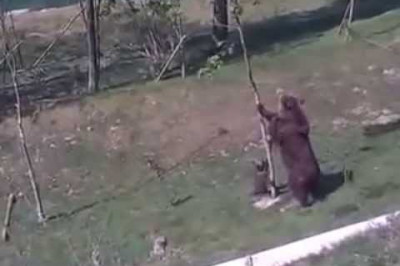 Медвежонок на дереве 