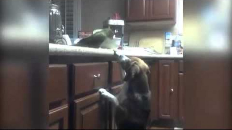 Попугай кормит пса 