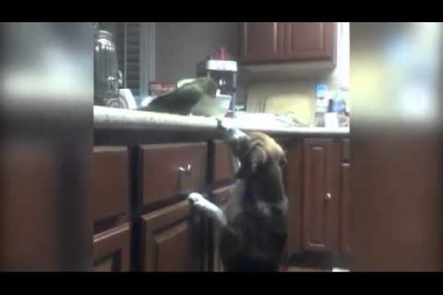 Попугай кормит пса 