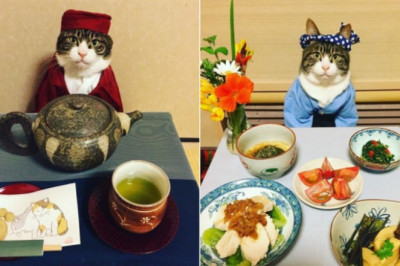 Ужин в обществе кошки .