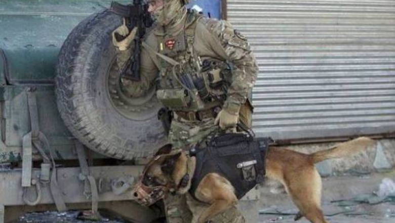 Переносной тактический собак 