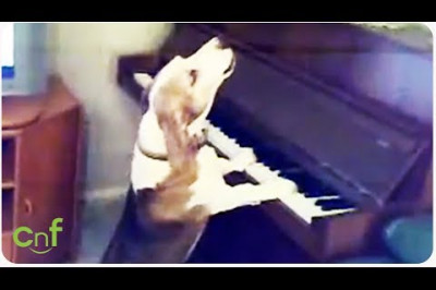 Талантливый пёс 