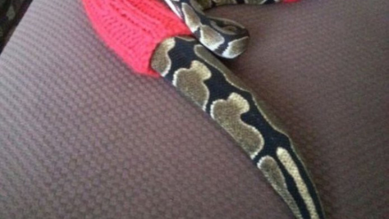 Бабушкина вязка для животных