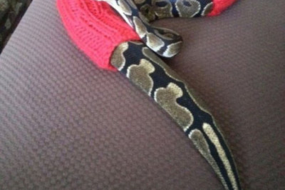 Бабушкина вязка для животных