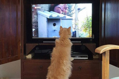 Кот и наглая белочка