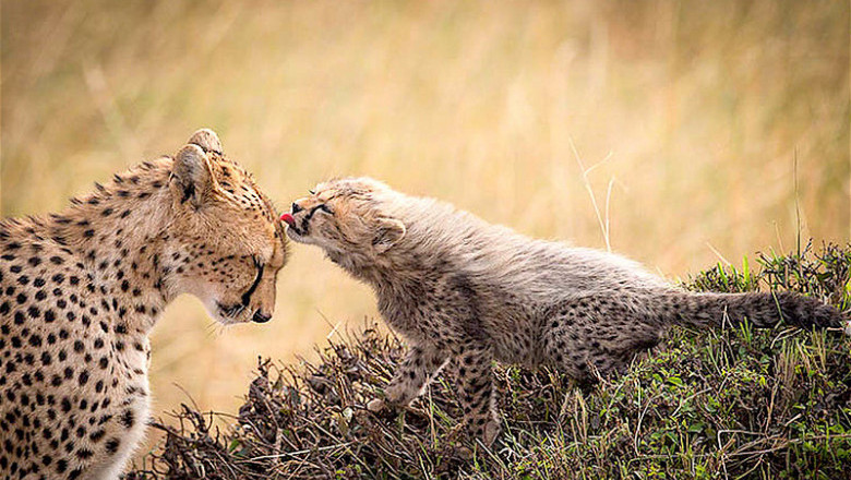 Мамина любовь и забота 