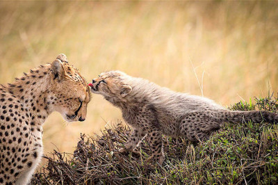 Мамина любовь и забота 
