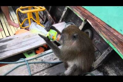 Пьяная обезьяна 