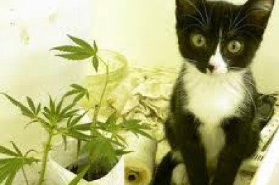 Соседский кот