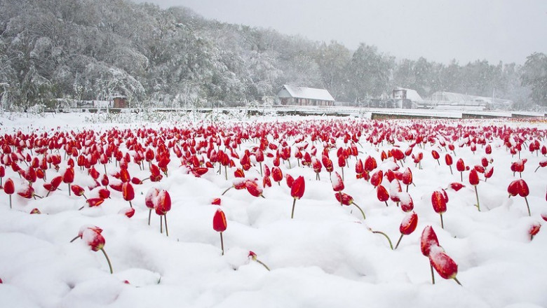 Тюльпаны в снегу 