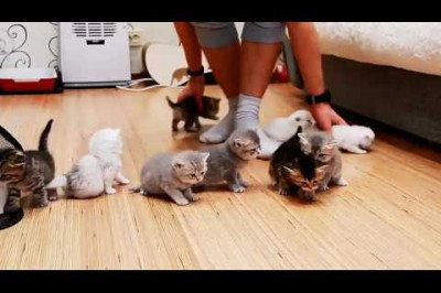 Десять милых котят 