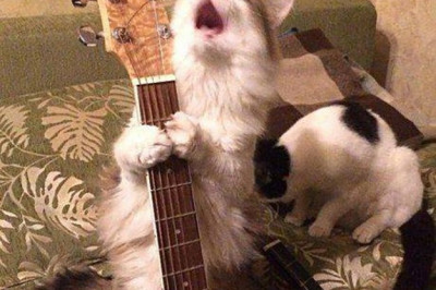Коты поют песни