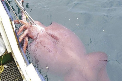 Крупнейший в мире кальмар 