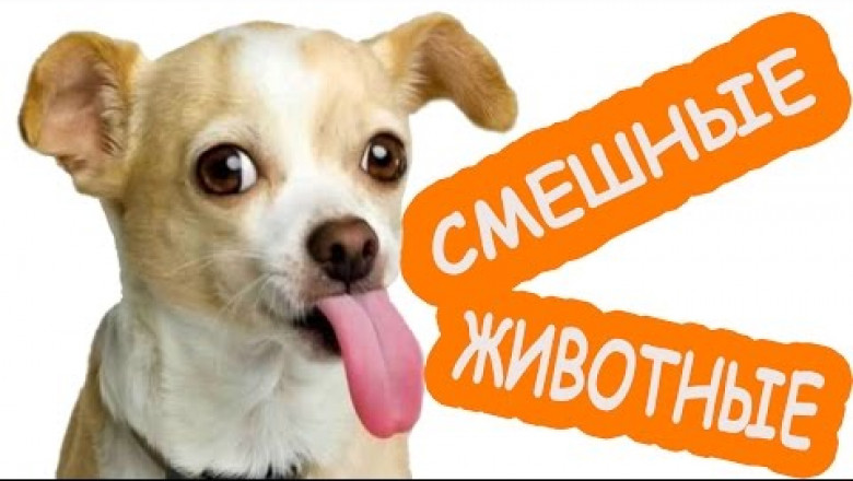 Смешное о домашних питомцах 