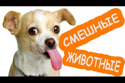 Смешное о домашних питомцах 
