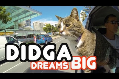 Самая умная кошка в мире 