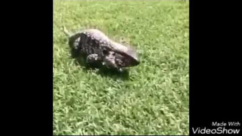 Атака варана 