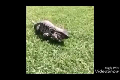 Атака варана 