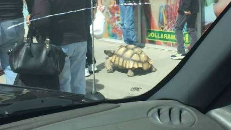 Про всякую живность 