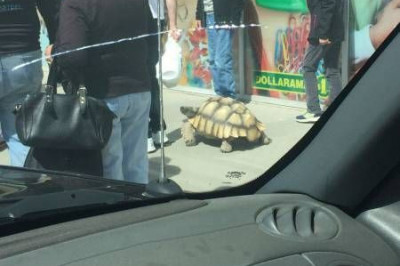 Про всякую живность 