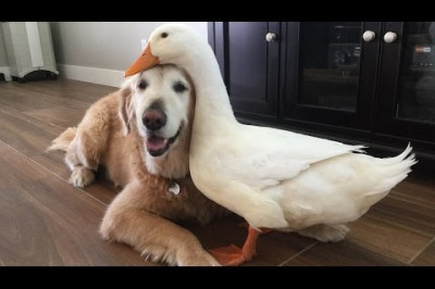 Утка и пёс - лучшие друзья 