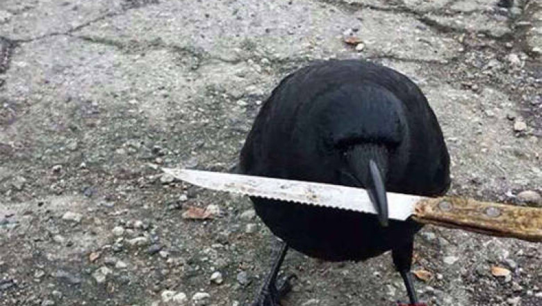 Вороны в  фотоподборке 