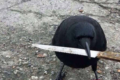 Вороны в  фотоподборке 