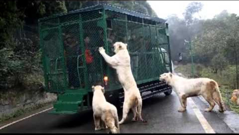 Обед приехал 